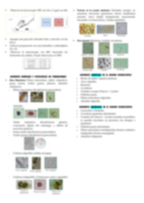 Solution Parasitolog A Examen Macro Y Microscopico De Las Heces