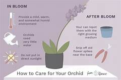 Basic Indoor Orchid Care