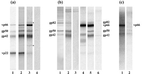 A Autoradiograms Of 35 S Methionine Labeled Isav Proteins Resolved