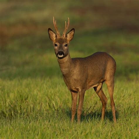 Roe Deer Coniferous Forest