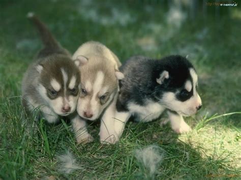 słodkie Siberian Husky szczeniaki trzy