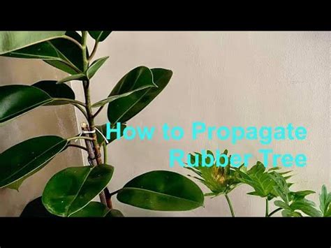 How To Propagate Rubber Tree Hd V Youtube