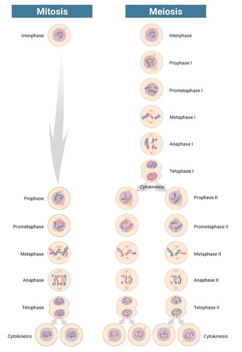 Make Like a Cell and Split: Comparing Mitosis and Meiosis – Biomedical ...