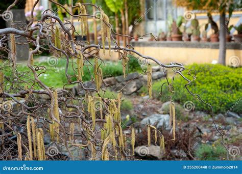 Corylus Avellana Avec Ses Branches Typiquement Tordues Et Tordues