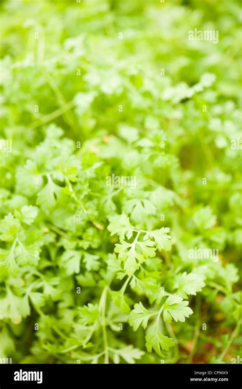 Cress Curly Lepidium Sativum Stock Photo Alamy