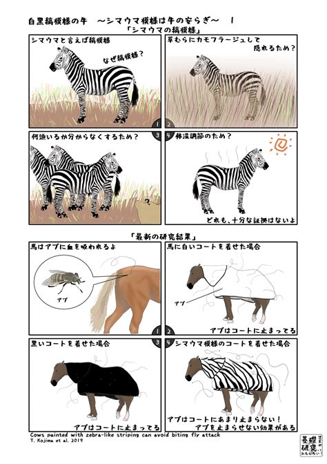 白黒縞模様の牛 ～シマウマ模様は牛の安らぎ～ 1｜かわいせーざん 基礎研究っておもしろい！ 生物編