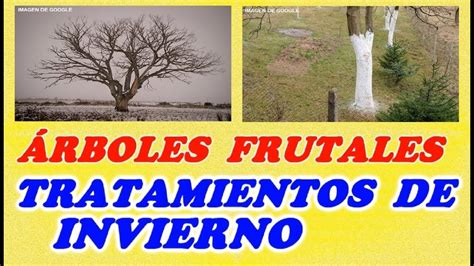 Como HacerTratamientos De Invierno Para Arboles Frutales YouTube