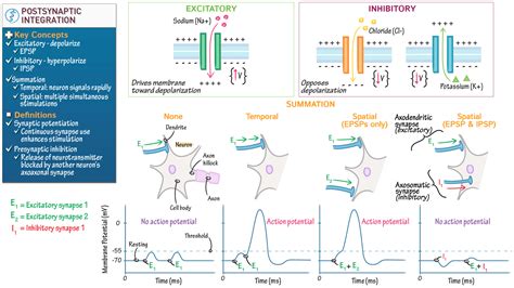 Physiology Postsynaptic Integration Draw It To Know It