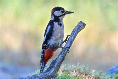 Great Spotted Woodpecker Dendrocopos Major Dzięcioł Duży Dzięcioł