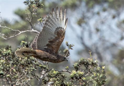 Hawaiian Hawk – birdfinding.info