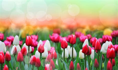 Holland Tulip Festival — American Classic Tours