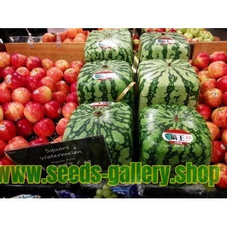 Square Watermelon Seeds - Price €1.85