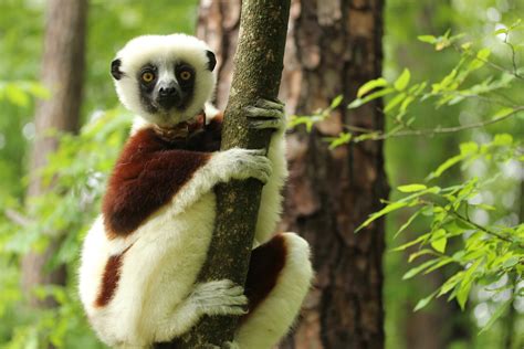 🔥 [70+] Lemur Wallpapers | WallpaperSafari