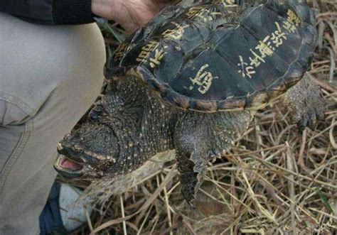 男子河里钓起乌龟，准备将其放生，旁边大叔说这是鳄龟！放生乌龟鳄龟新浪新闻