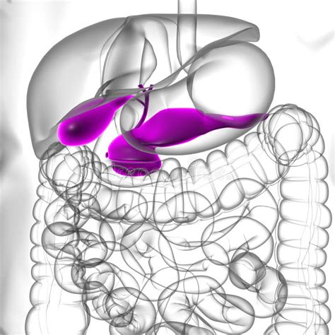 Gall Bladder Human Digestive System Anatomy D Rendering Stock