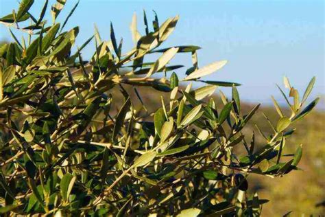 Do Olive Trees Lose Their Leaves 6 Causes And 3 Solutions Handy Gardening