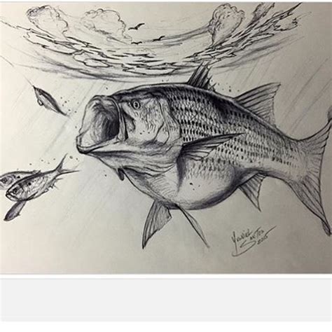 Striped Bass Drawing at PaintingValley.com | Explore collection of ...