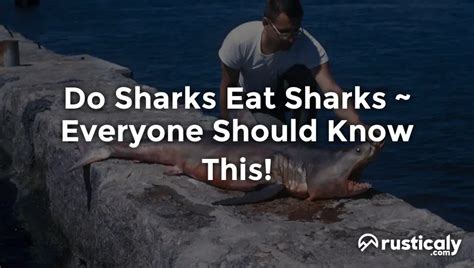 Do Sharks Eat Sharks Here S Everything You Should Know