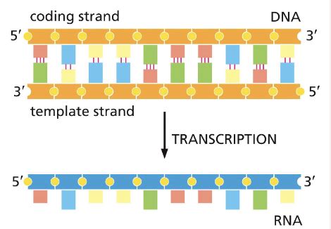 Ch 7 From DNA To Protein Flashcards Quizlet