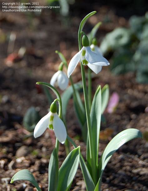 PlantFiles Pictures Galanthus Species Elwes S Snowdrop Giant