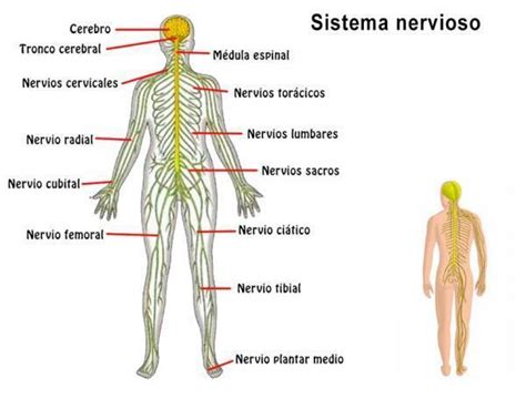 Los Sistemas Nerviosos Y Reproductivo Mind Map