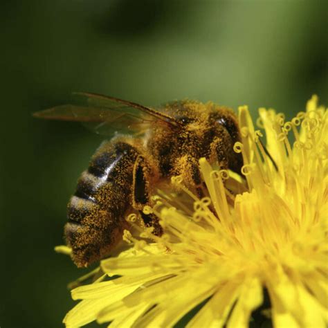 facts  bees factopolis