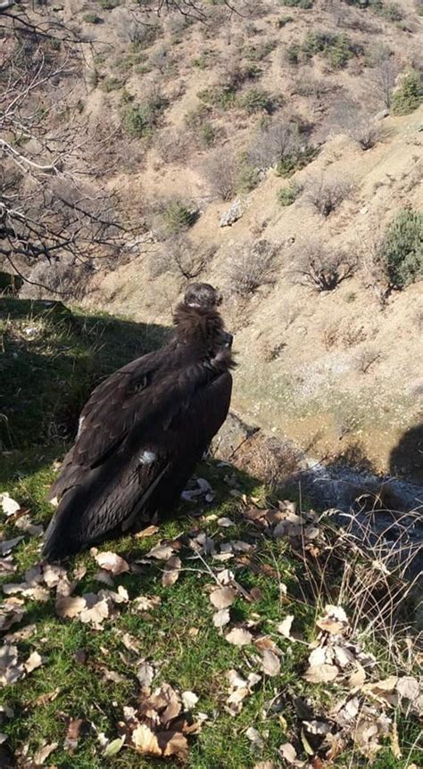 Tedavisi tamamlanan kara akbaba doğaya bırakıldı