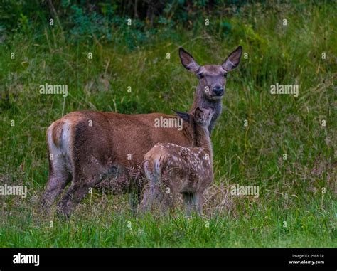 Red deer family Stock Photo - Alamy