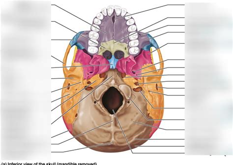 Inferior View Of Skull Diagram Quizlet