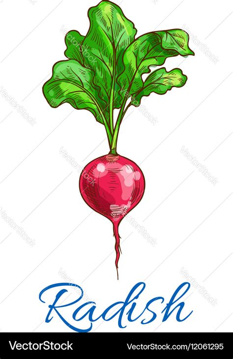 Radish Vegetable Isolated Sketch Icon Royalty Free Vector