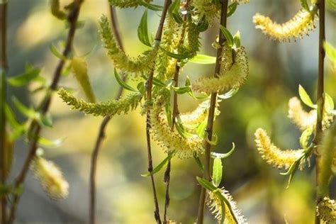 La Fleur De Bach Willow Ou Saule Flores