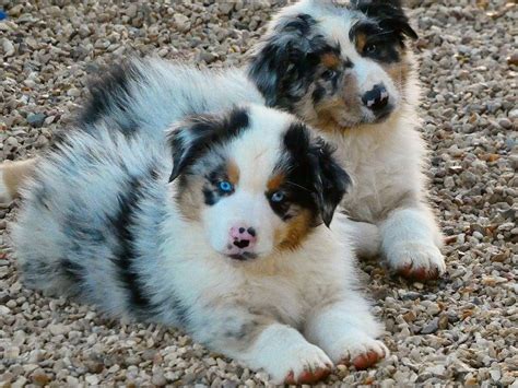 À vendre 6 chiots Bergers Australiens LOF Petite Annonce chien