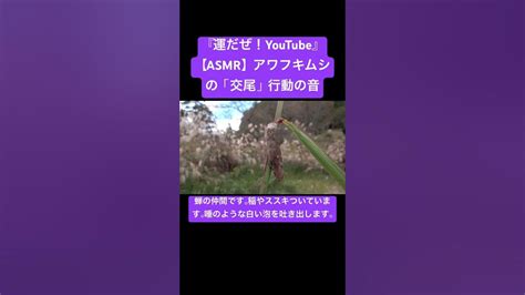 【asmr】アワフキムシの「交尾」行動の音 Insects 虫の音 Asmr Bug Sdgs Sound 自然 Yt