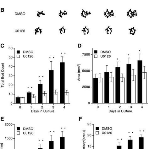 Effect Of Mitogen Activated Protein Map Kinase Extracellular