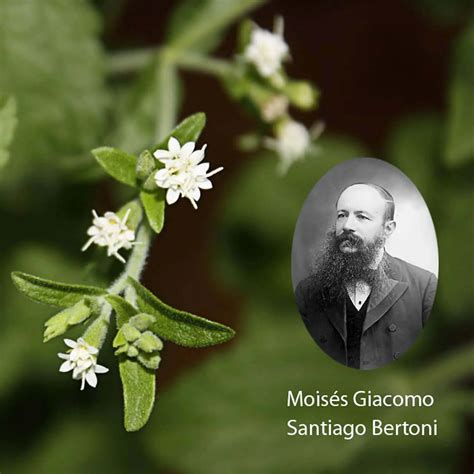 Origen E Historia De La Stevia Informaci N Stevia Pura