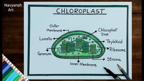 Chloroplast Labeled Diagram Drawing How To Draw Chloroplast Diagram