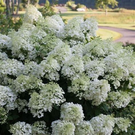 Nice 39 Elegant Colorful Bobo Hydrangea Garden Landscaping Ideas More