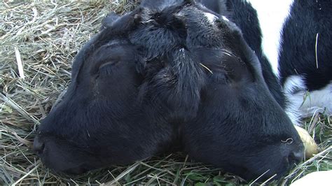 Two Headed Calf Born On Vermont Farm Unusual Animals Weird Animals