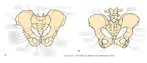 Pelvic Girdle Bony Landmarks Diagram Quizlet