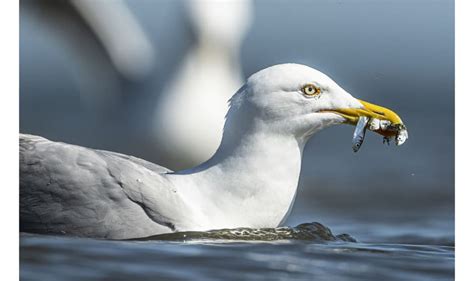 Fotowedstrijd Natuur Foto Van De Maand Natuurmonumenten