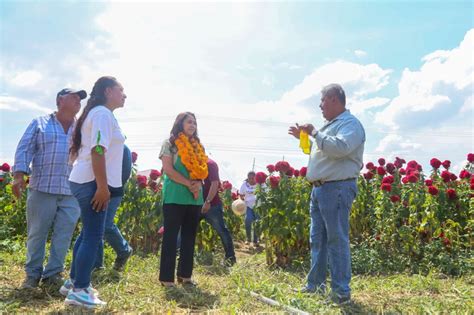 Invitan A La Quinta Feria De La Ca A Y Corte De Flor De Cresta De Gallo