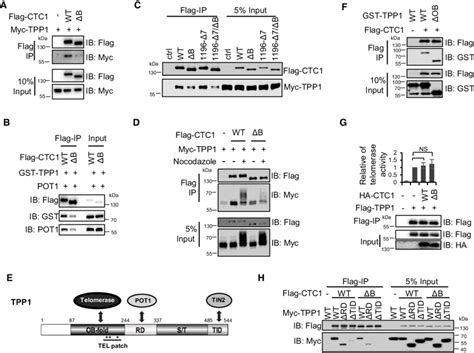 CTC1 OB-B domain deletion impairs CTC1-TPP1 interaction. (A, C, D ... 