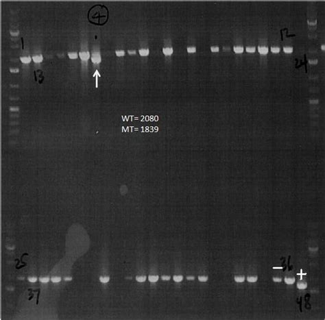 MiR 138 2 Keck Center For Noncoding RNAs