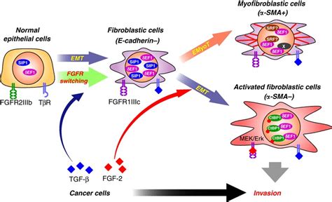 Schematic Illustration Of Emt Induction By Tgf And Fgf Epithelial