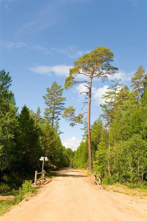 Wood Road Stock Image Image Of Earthroad Bridge Dirt 11911507