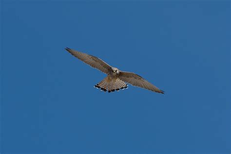 Faucon crécerellette Extremadure Espagne ellen le roy Flickr