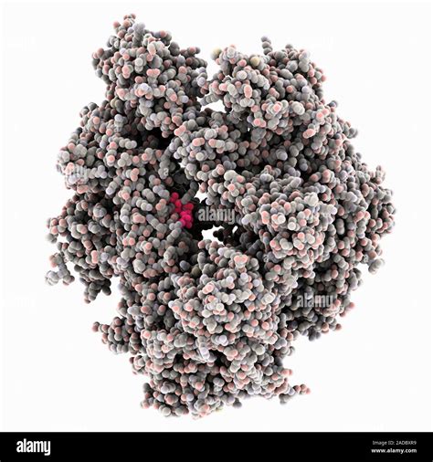 RNA Ribonucleic Acid Polymerase Inhibition Complex Computer Model