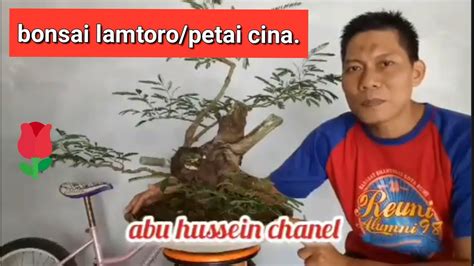 Bonsai Lamtoro Petai Cina Youtube