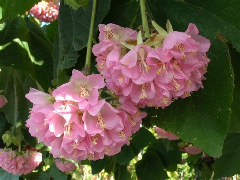 Dombeya Wallichii Tropical Hydrangea7 Richard Lyons Nursery Inc