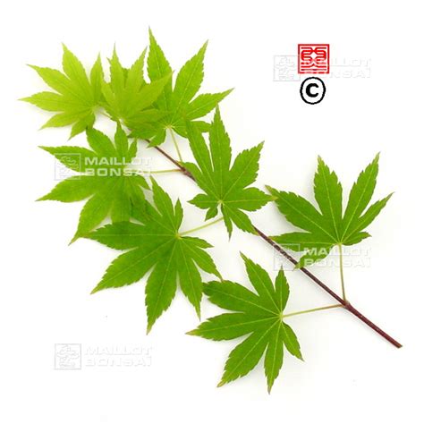 Acer Seeds And More Graines D Acer Matsumurae Inaba Shidare From